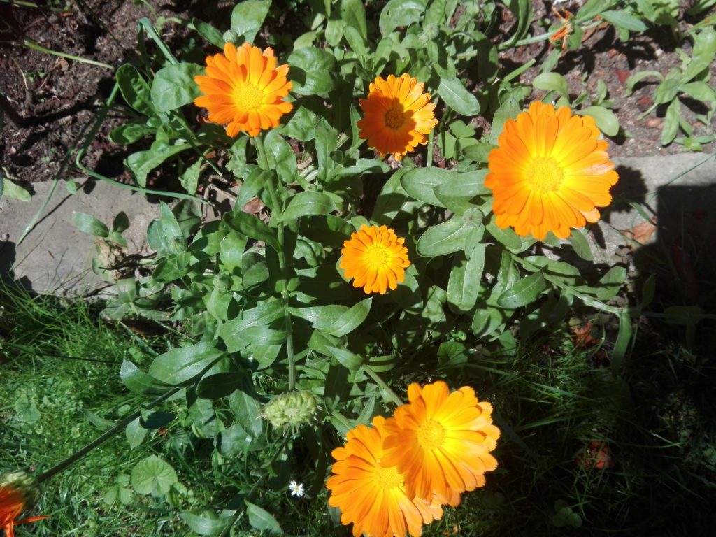 Pianta intera di calendula