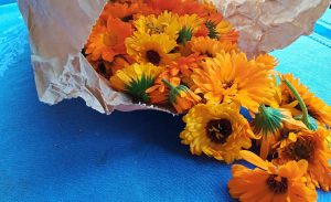 Fiori freschi di calendula per creme e infusi benefici per la pelle