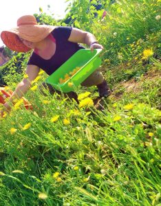 Raccolta dei fiori di Calendula coltivata