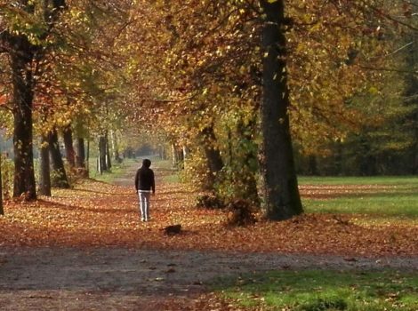 Parco di Monza: respiro di natura