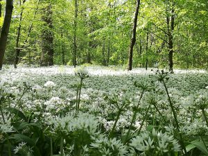 Scopri di più sull'articolo Perché c’è tanto aglio selvatico nel Parco di Monza?