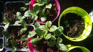 Scopri di più sull'articolo Seminare l’orto sul balcone é possibile!