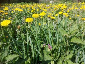 Scopri di più sull'articolo I fiori del tarassaco e i soffioni