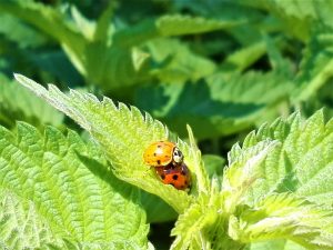 Scopri di più sull'articolo Come fare antiparassitari ecologici e sicuri