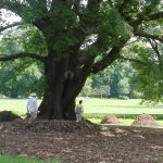 Abbracciare gli alberi fa bene