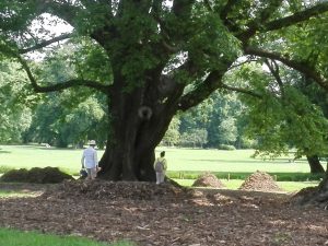 Scopri di più sull'articolo Abbracciare gli alberi fa bene