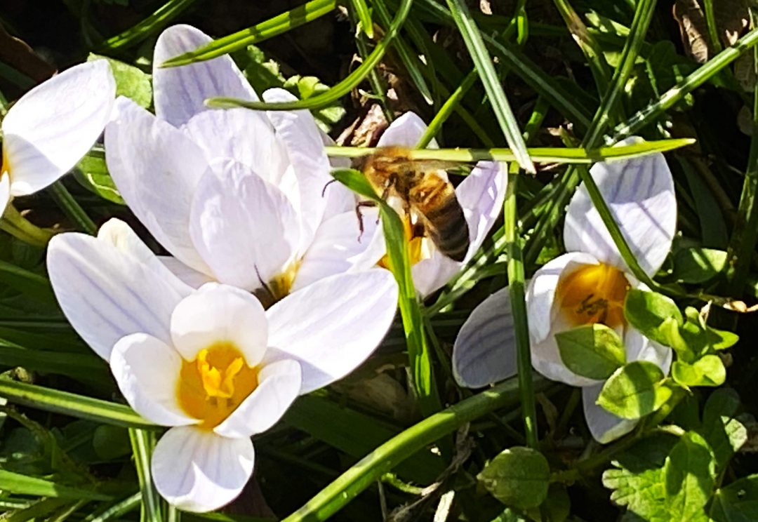 Scopri di più sull'articolo Il mistero dei Crocus selvatici