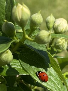 Scopri di più sull'articolo La biodiversità é in città!