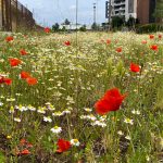 Un prato fiorito senza far niente vicino a casa