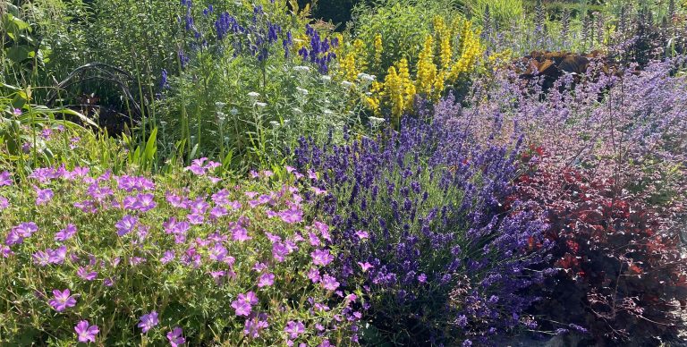 Seminare fiori per gli impollinatori di erbacee annuali e perenni