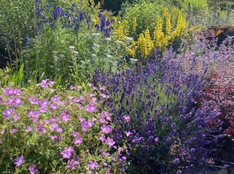 Seminare fiori per gli impollinatori di erbacee annuali e perenni