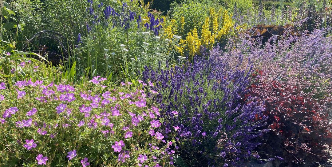 Scopri di più sull'articolo Seminare fiori per gli impollinatori di erbacee annuali e perenni