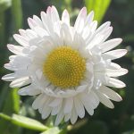 Bellis Perennis la margherita m’ama non m’ama