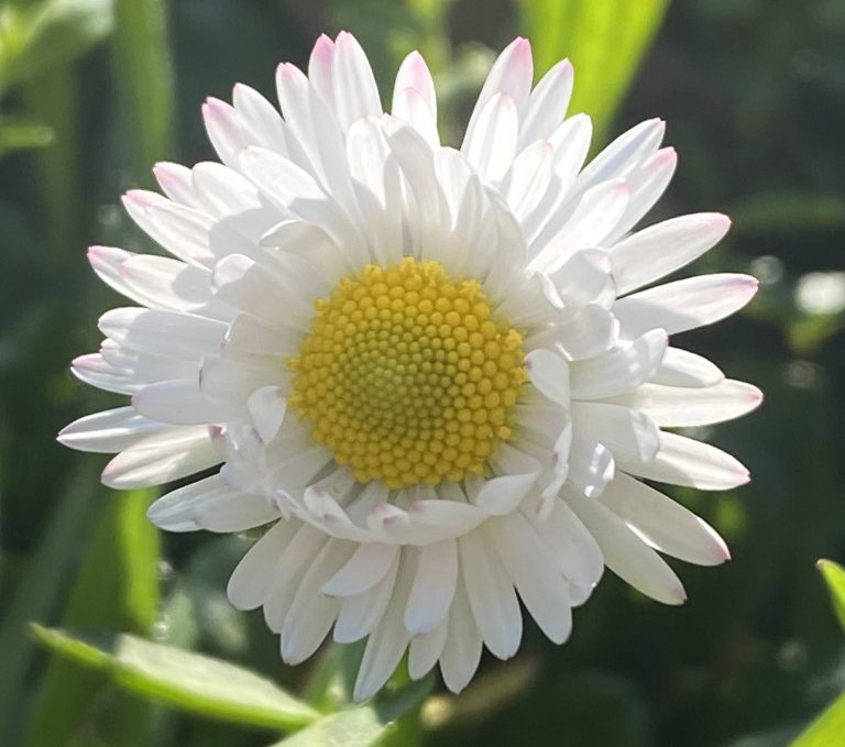 Bellis Perennis la margherita m’ama non m’ama