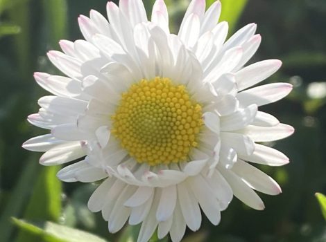 Bellis Perennis la margherita m’ama non m’ama