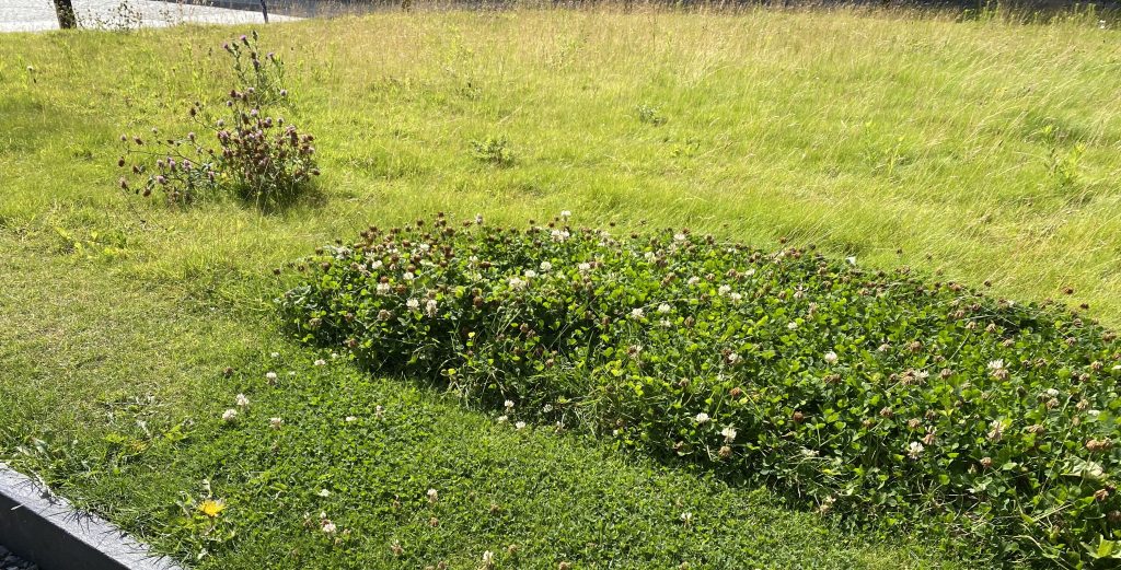 In centro Dublino taglio selettivo dell'aiuola per salvaguarda la fioritura del trifoglio domestico 