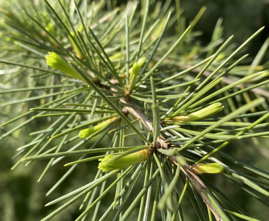 Nuovi germogli di cedro