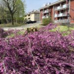 Gli alberi urbani creano benessere