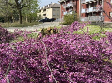 Gli alberi urbani creano benessere