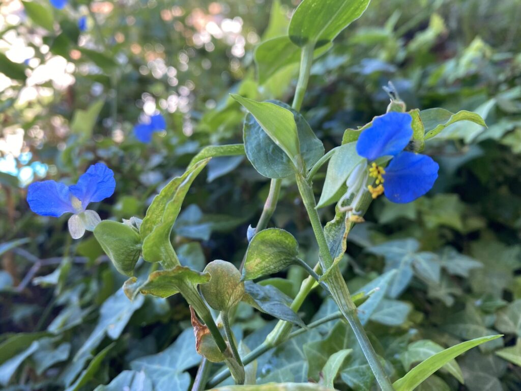 Fiori di commelina erecta