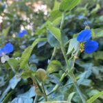 L’erba miseria selvatica si chiama Commelina erecta