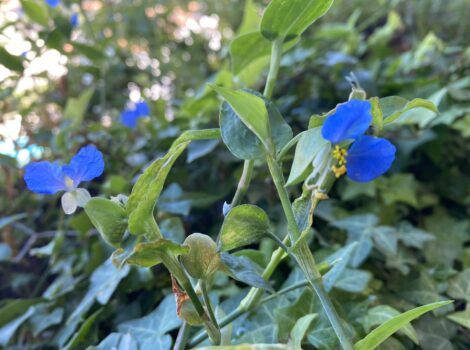 L’erba miseria selvatica si chiama Commelina erecta